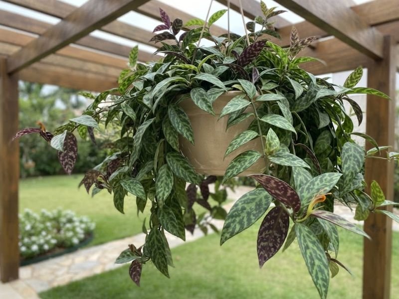 Columeia mármore em vaso suspenso sob pérgola, com ramos pendentes e folhas verdes marmorizadas de verso arroxeado.
