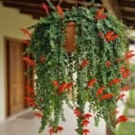 Columeia micrófila florida em vaso suspenso, com longos ramos pendentes, folhas verdes minúsculas e flores vermelho-alaranjadas.