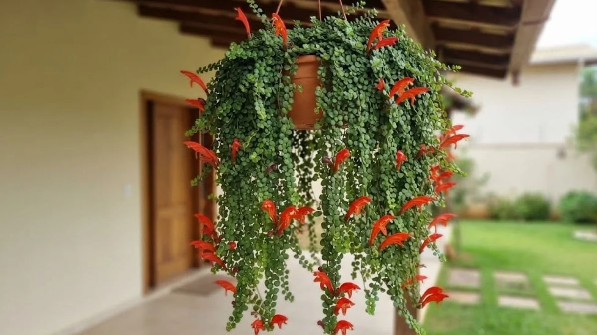 Columeia micrófila florida em vaso suspenso, com longos ramos pendentes, folhas verdes minúsculas e flores vermelho-alaranjadas.