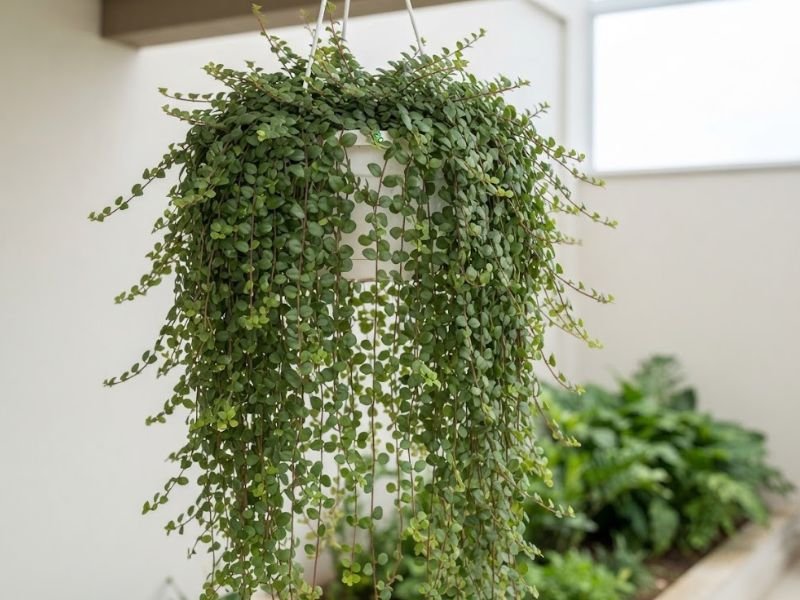 Columeia micrófila adulta em vaso suspenso, com folhagem verde abundante e longos ramos pendentes em ambiente iluminado.