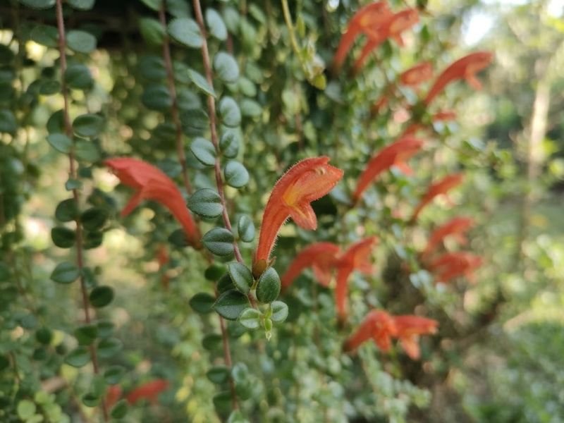 Flores tubulares vermelho-alaranjadas da columeia micrófila em detalhe, entre folhas verdes pequenas e caules pendentes.