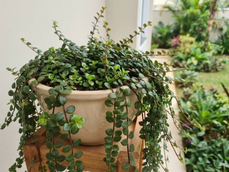 Columeia micrófila em vaso com brotações verdes na base e ramos finos de diferentes comprimentos.