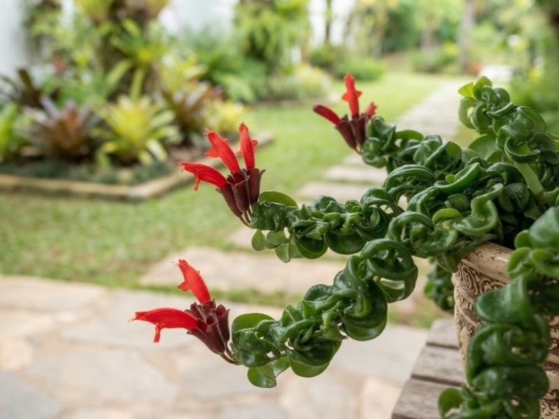 Flores vermelhas tubulares da columeia-rasta surgindo nas extremidades dos ramos de folhas enroladas.
