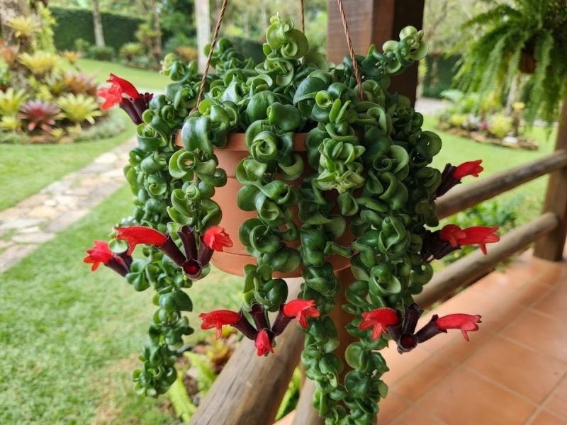 Columeia-rasta com folhas verdes naturalmente enroladas e flores vermelhas em vaso suspenso