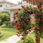 Columeia-batom florida em vaso suspenso, com flores vermelhas e ramos pendentes em jardim residencial.