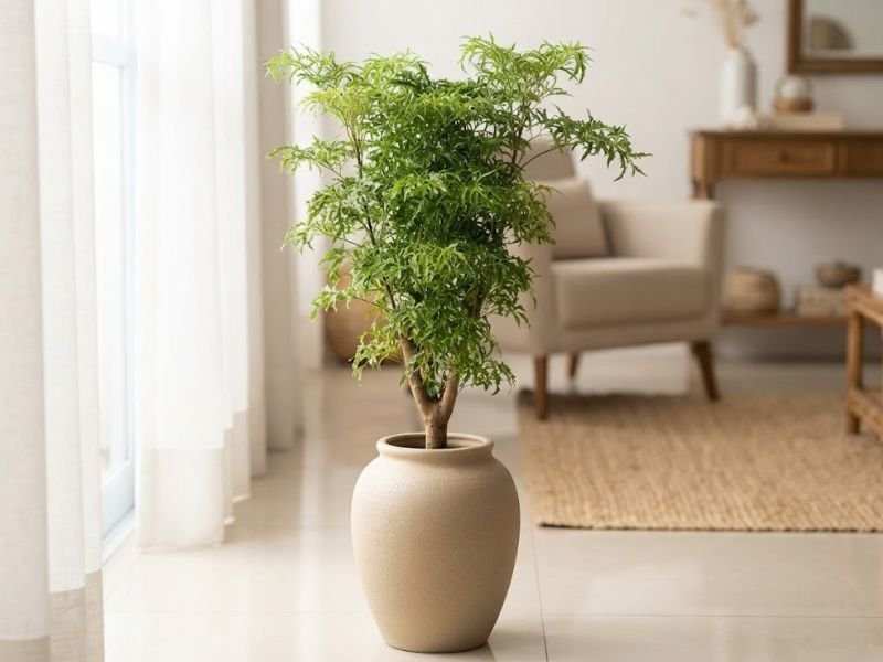 Árvore da felicidade fêmea em vaso de cerâmica bege no piso de sala iluminada, com folhagem verde fina e delicada.
