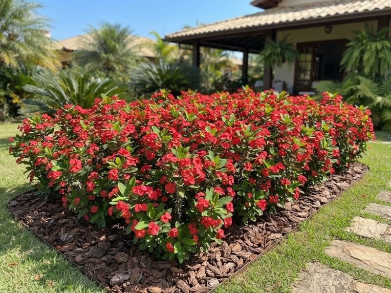 Coroa de cristo vermelha saudável formando maciço em jardim ensolarado