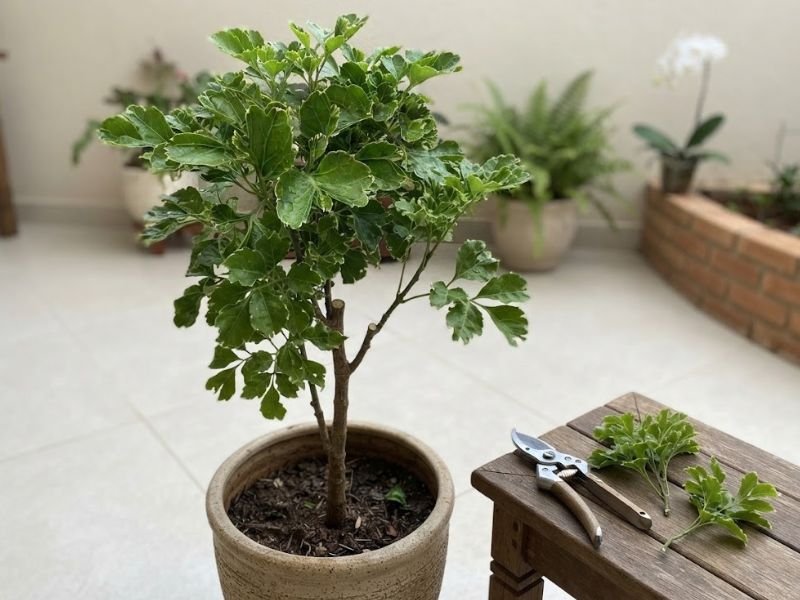 Árvore da felicidade macho em vaso grande, com tesoura de poda e pequenos ramos cortados sobre bancada de madeira.