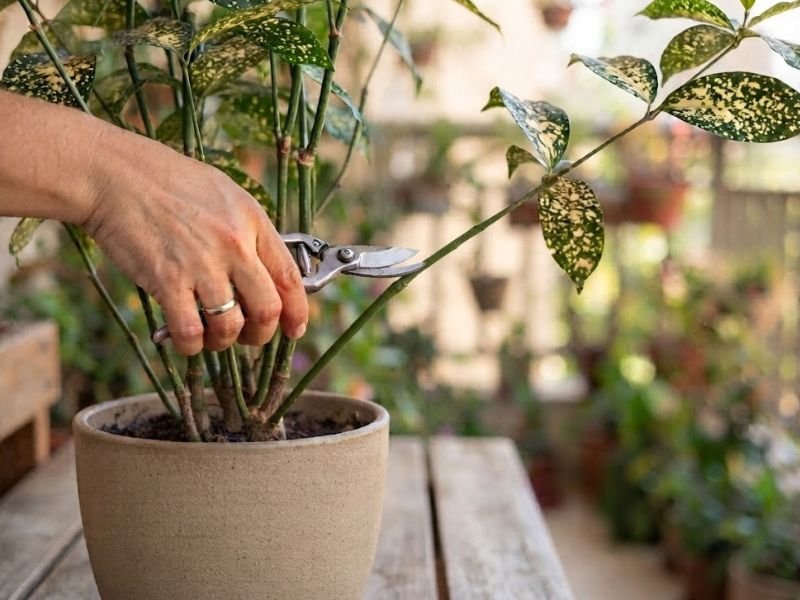 Mão segurando tesoura de poda próxima de um ramo fino da dracena surculosa cultivada em vaso.