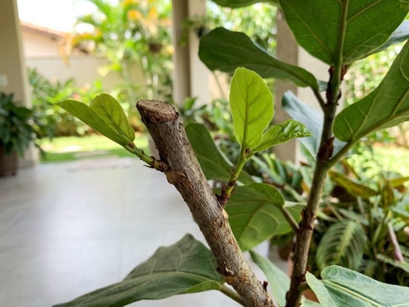 Detalhe de caule podado de Ficus lyrata com duas brotações verdes próximas ao corte, em jardim residencial.