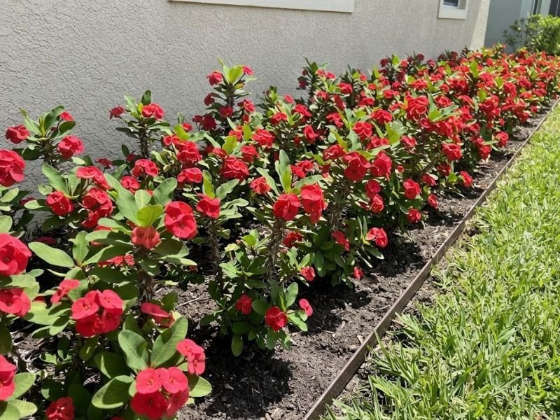 Coroas de Cristo com brácteas vermelhas em canteiro junto à parede da casa