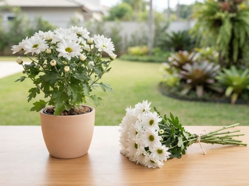 Crisântemo branco plantado em vaso ao lado de um buquê de crisântemos de corte.