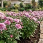 Crisântemo rosa-lilás em canteiro curvo com borda de pedra e gramado ao redor.