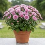 Crisântemo em Finados com flores rosa-lilás em vaso de terracota sobre uma sepultura, com o cemitério desfocado ao fundo.