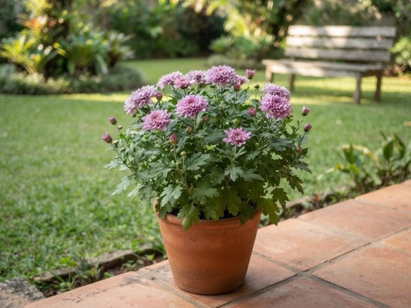 Crisântemo lilás em vaso de terracota na borda de uma varanda, diante de um jardim com gramado e banco.