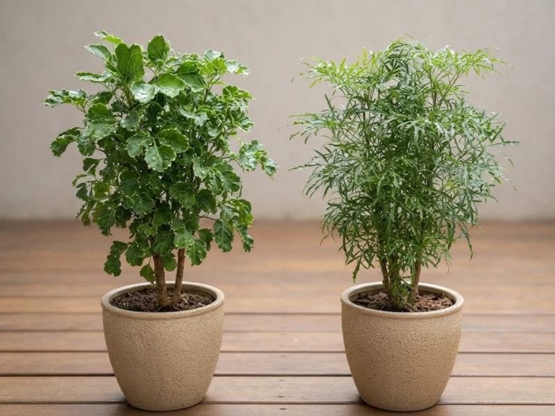 Comparação entre árvore da felicidade macho, de folhas largas e recortadas, e fêmea, de folhagem fina e delicada, em vasos lado a lado.