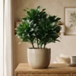 Dracena compacta em vaso de cerâmica clara sobre aparador de madeira, com folhas verde-escuras agrupadas e sala iluminada ao fundo.