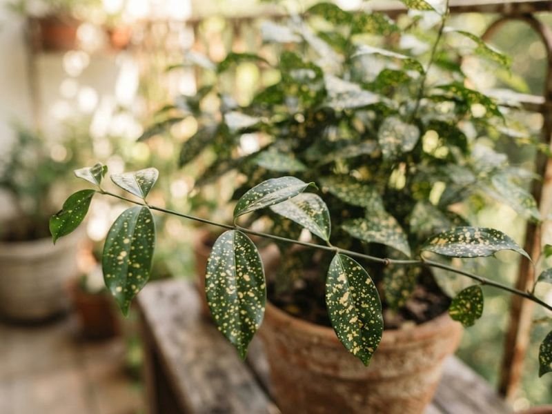 Folhas verdes da dracena Gold Dust com pequenas pintas amarelo-creme distribuídas irregularmente.