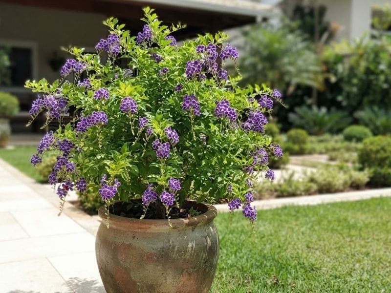 Duranta erecta florida cultivada em vaso grande no jardim
