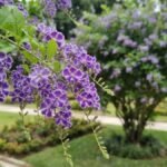 Duranta erecta com flores violetas de bordas brancas em jardim