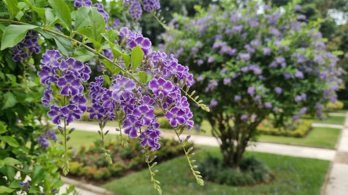 Duranta erecta com flores violetas de bordas brancas em jardim