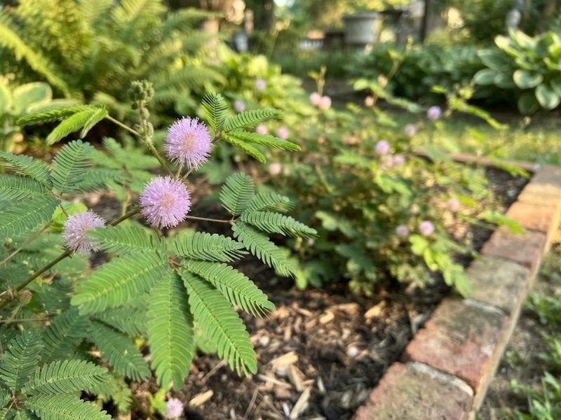 Mimosa pudica saudável com folhas abertas e flores rosadas