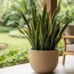 Espada de Santa Bárbara com folhas verdes de bordas amarelas, cultivada em vaso bege na varanda de uma residência com jardim ao fundo.