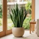 Espada de São Jorge verde com folhas longas e listradas, cultivada em vaso bege próximo à porta de vidro de uma sala com vista para o jardim.