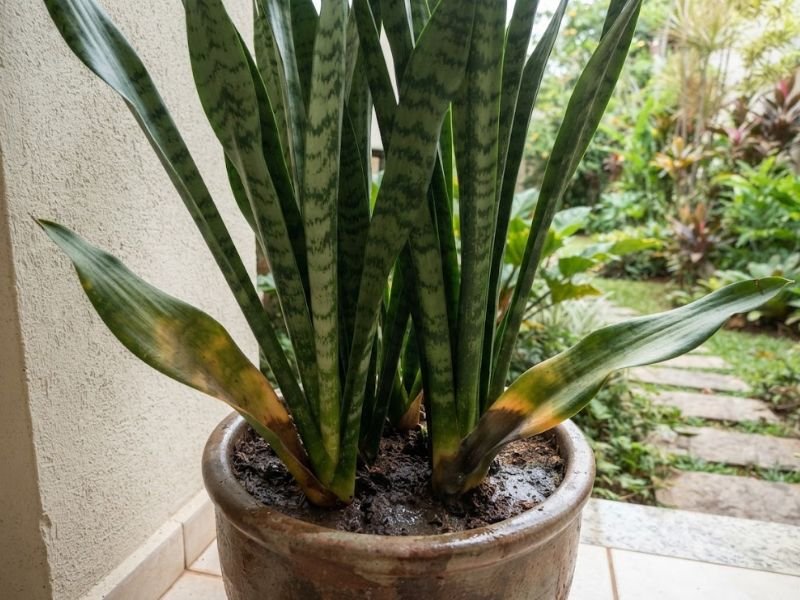 Espada de São Jorge verde com folhas amareladas e escurecimento próximo à base, em vaso com substrato úmido.