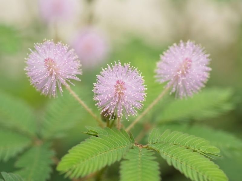 Flores rosadas arredondadas da Mimosa pudica em detalhe