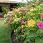 Flor maravilha com flores magenta e amarela mesclada em canteiro curvo de jardim residencial.