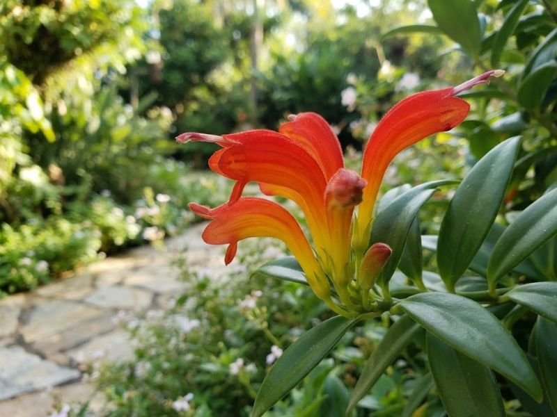 Flores tubulares da columeia-dragão em close-up, com tonalidades de amarelo, laranja e vermelho.