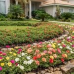 Flores baixas para canteiros com rabo de gato rasteiro e onze horas coloridas em jardim residencial