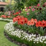 Flores bulbosas para canteiros com lírio do vento, amarílis e dálias em jardim