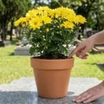 Pessoa verificando o substrato de um vaso de crisântemos amarelos sobre uma sepultura, durante os cuidados com flores no cemitério.