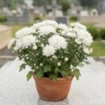 Flores para Finados com crisântemos brancos em vaso sobre túmulo de granito.
