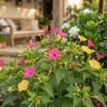 Flores para o fim da tarde: maravilhas rosas e amarelas com gardênia branca em jardim diante de uma varanda.
