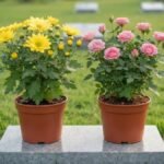 Flores resistentes ao sol para cemitério: crisântemo amarelo e mini roseira rosa em vasos sobre uma base de granito.