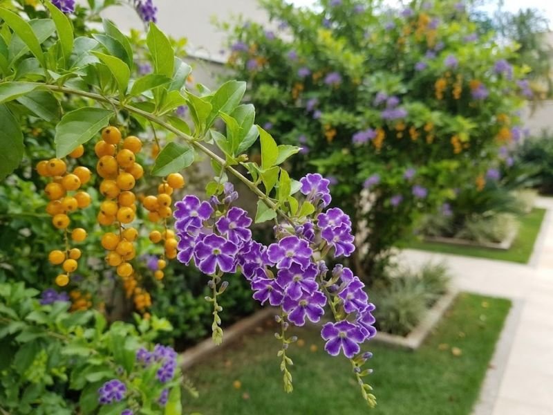 Frutos amarelo-alaranjados e flores violetas da Duranta erecta
