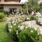 Gaura com flores brancas delicadas em primeiro plano e canteiro florido junto a um caminho curvo no jardim.