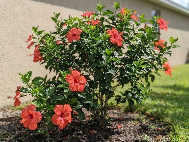 Hibisco com flores coral e botões em canteiro ensolarado junto a um muro claro