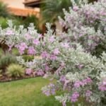 Leucophyllum frutescens com flores rosas e folhagem prateada em jardim residencial.