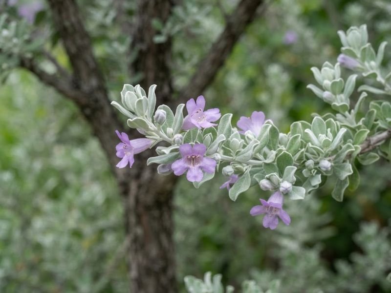 Detalhe das folhas prateadas, botões e flores lilases de Leucophyllum frutescens.