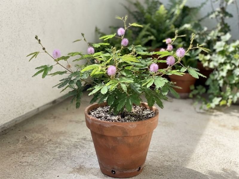 Mimosa pudica florida cultivada em vaso de barro