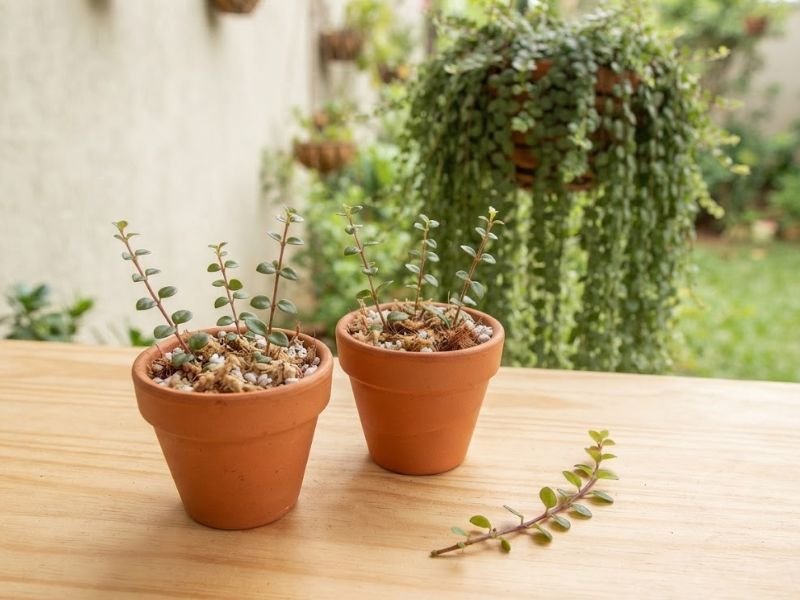 Mudas de columeia micrófila por estacas em pequenos vasos de terracota sobre bancada de madeira.