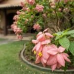 Ramo de mussaenda rosa com pequenas flores amarelas em primeiro plano e arbusto no jardim ao fundo.