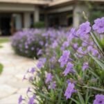 Petúnia mexicana com flores violetas em primeiro plano e canteiro florido acompanhando um caminho curvo no jardim.