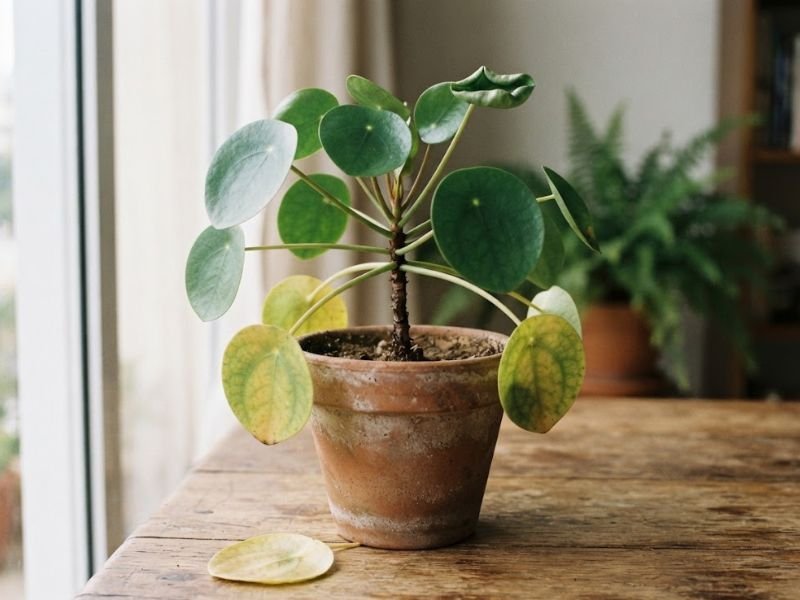 Pilea peperomioides em vaso de terracota com folhas inferiores amareladas, folha superior enrolada e uma folha caída sobre a mesa.