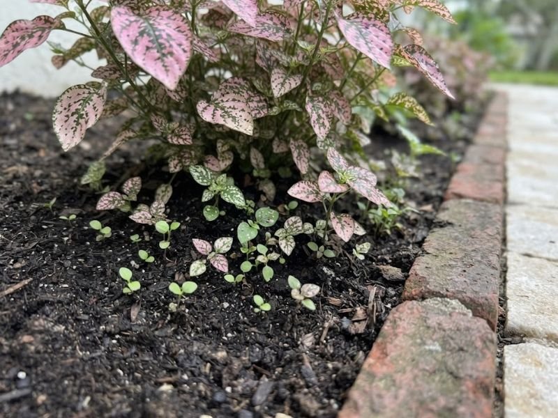 Pequenas mudas de confete ao redor de uma planta adulta em canteiro com borda de tijolos.