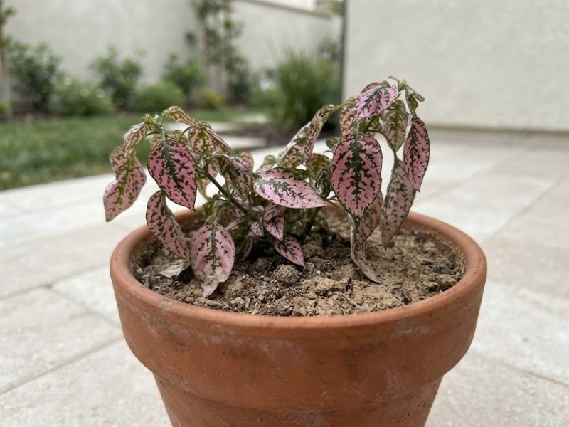 Confete rosa com folhas caídas em vaso de terracota com substrato de aparência seca.